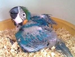 Ara Ararauna Papillero